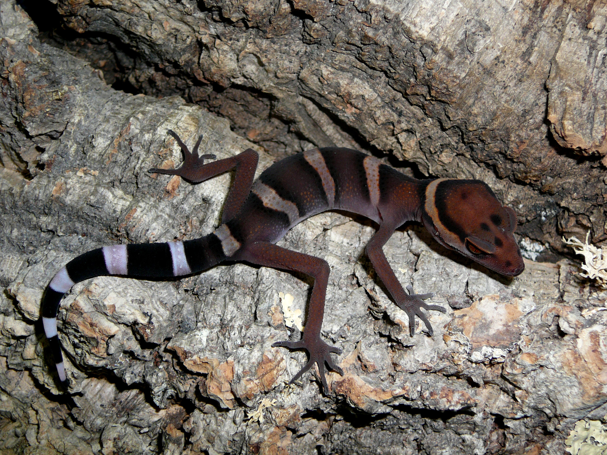 goniurosaurus orientalis toyamai yamashinae kuroiwae splendens
